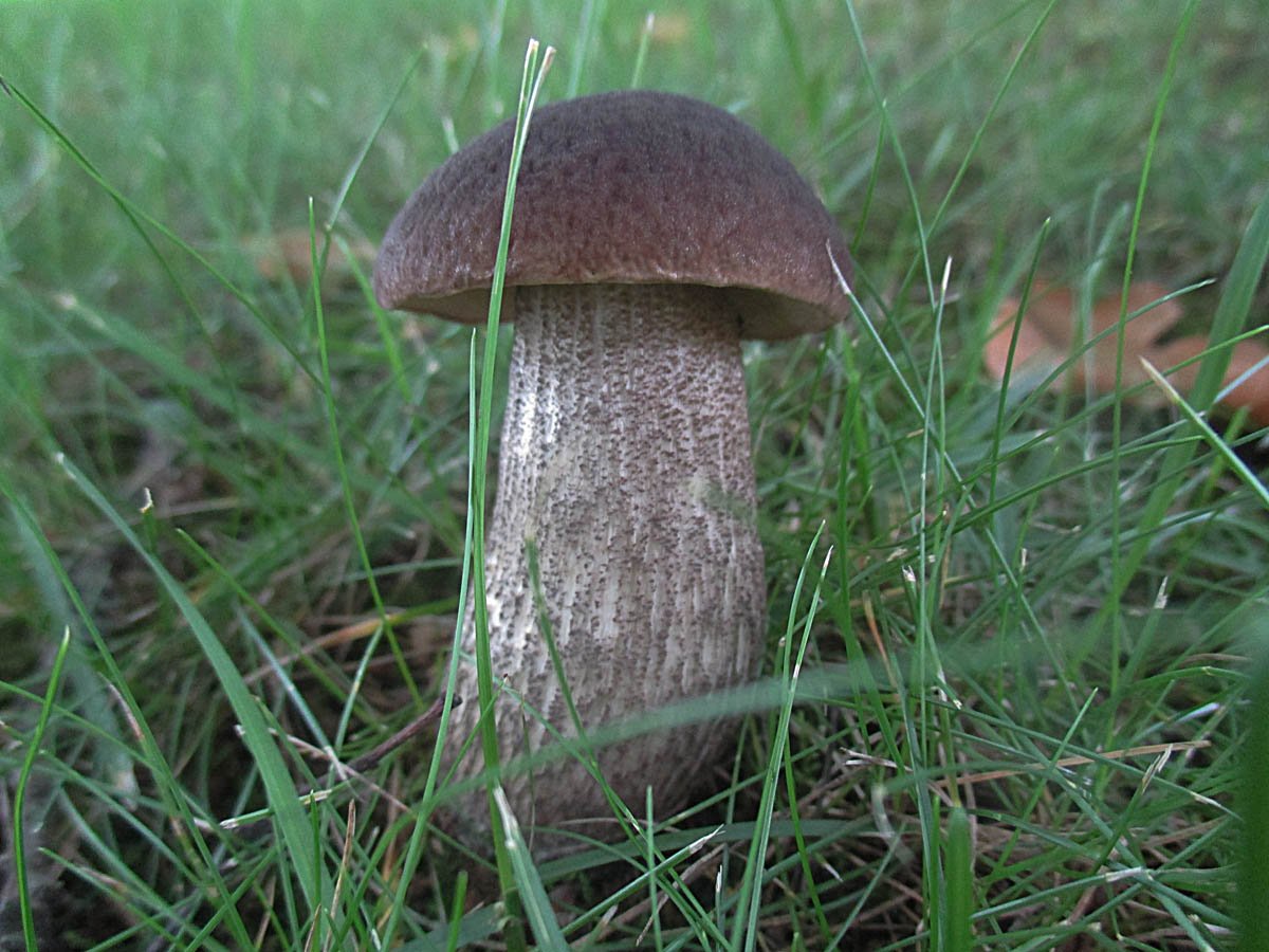 Leccinellum carpini.jpg