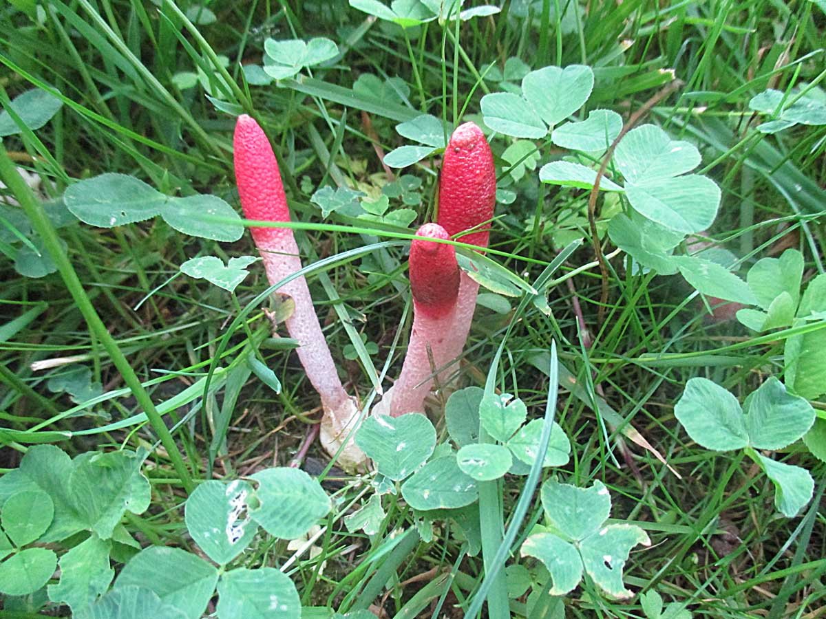 Mutinus ravenelii.jpg