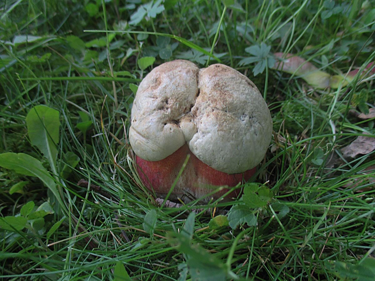 Rubroboletus satanas.jpg