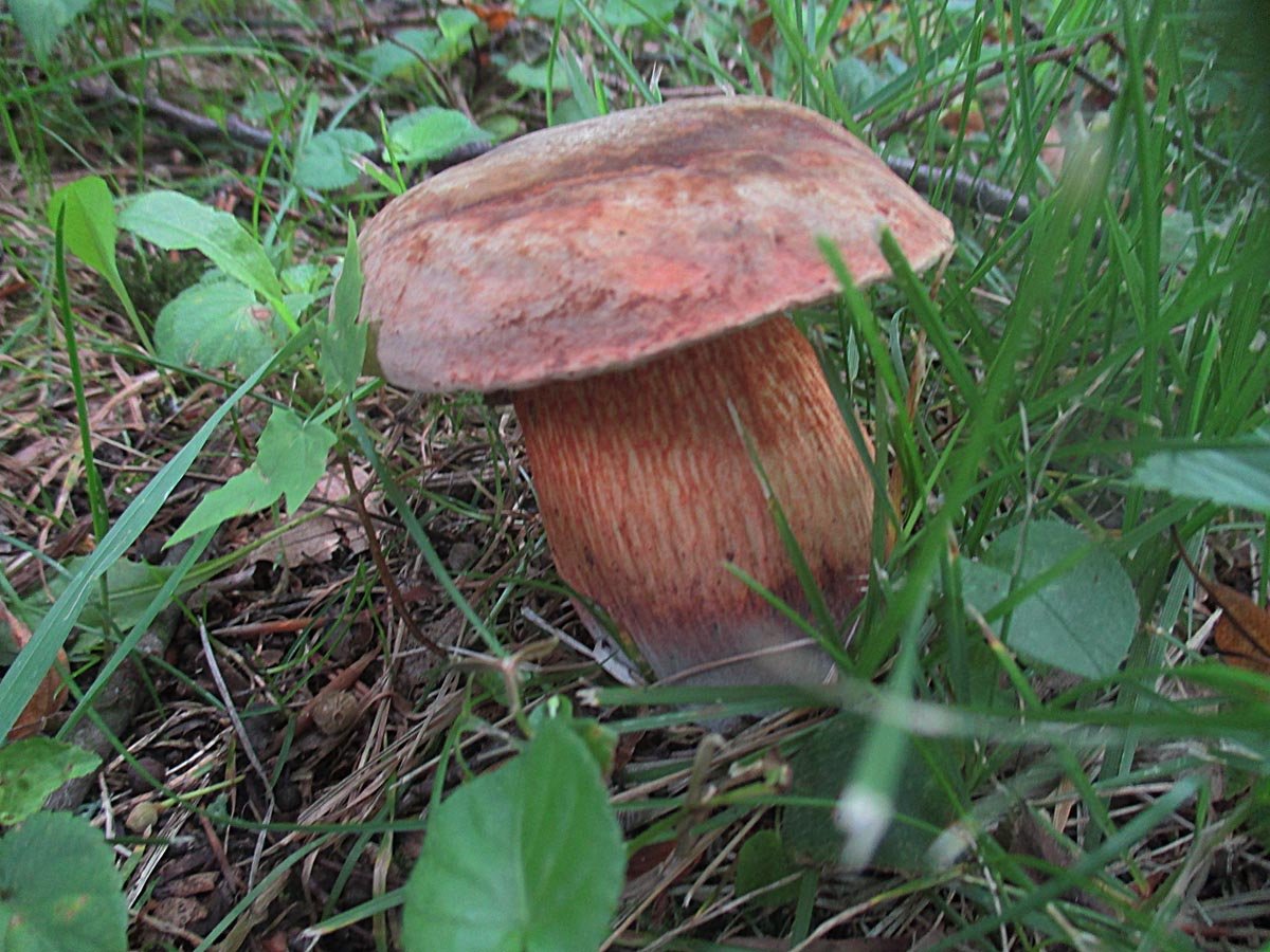 Suillellus luridus.jpg