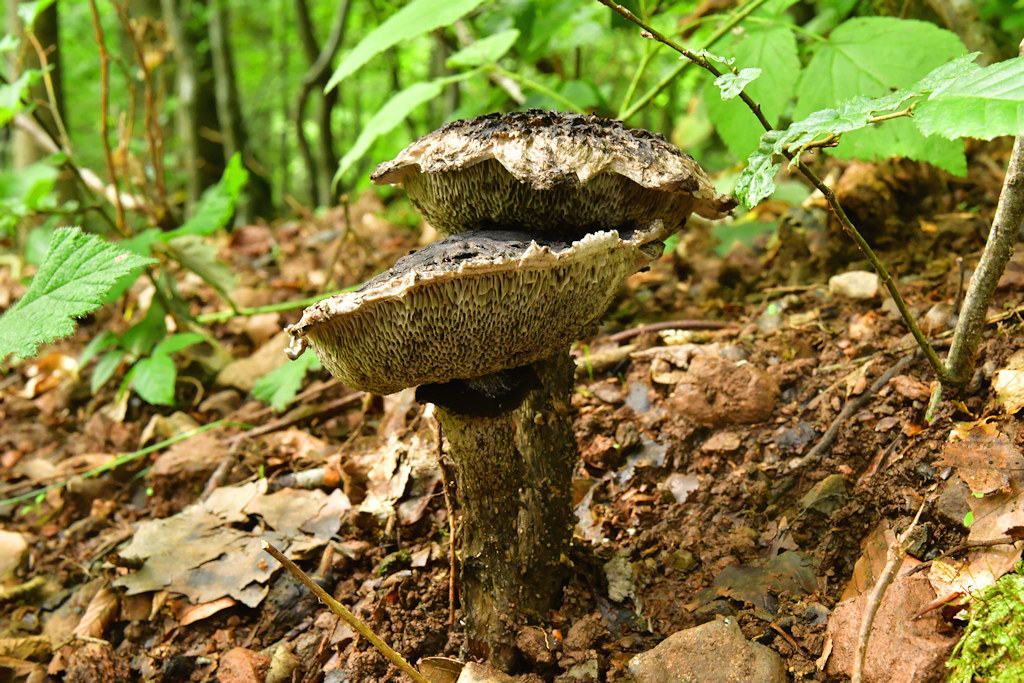 Strobilomyces_strobilaceus.jpg