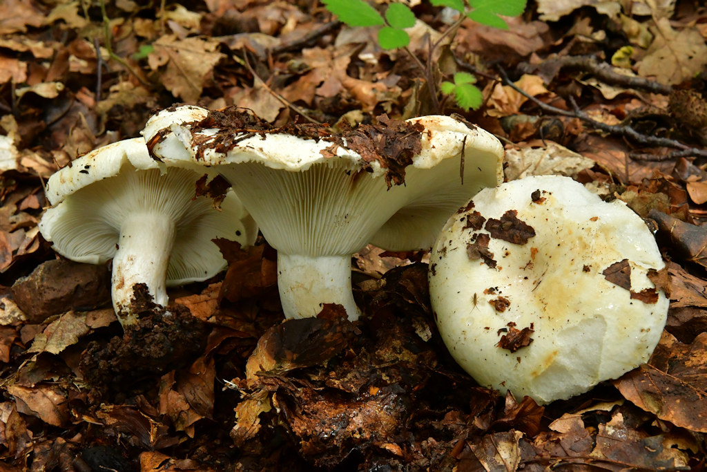 Russula_delica.jpg