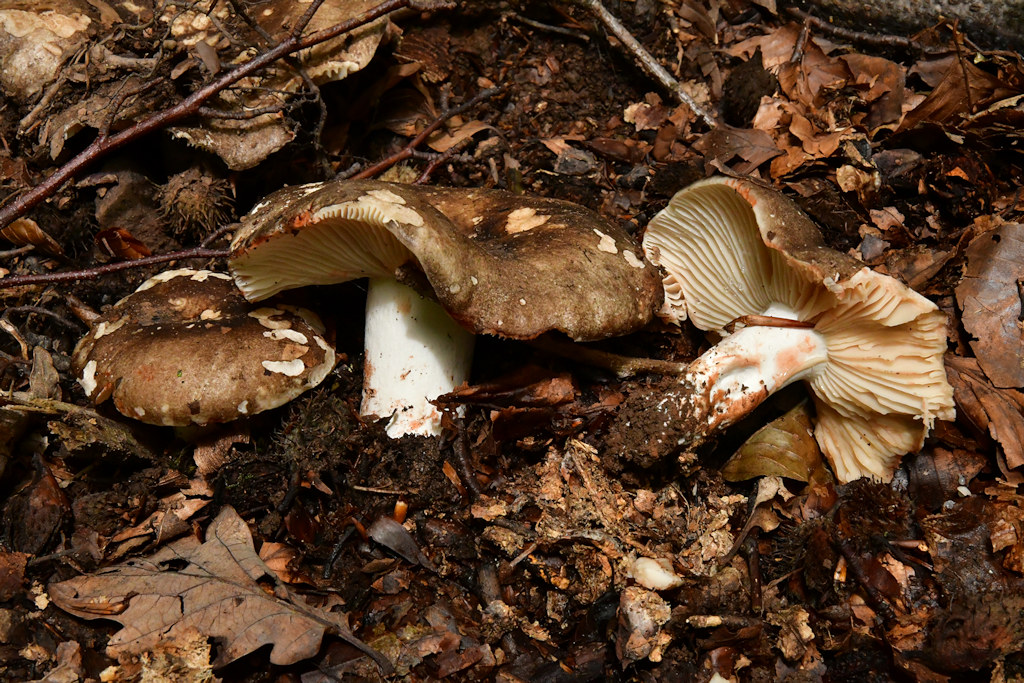 Russula_nigricans.jpg