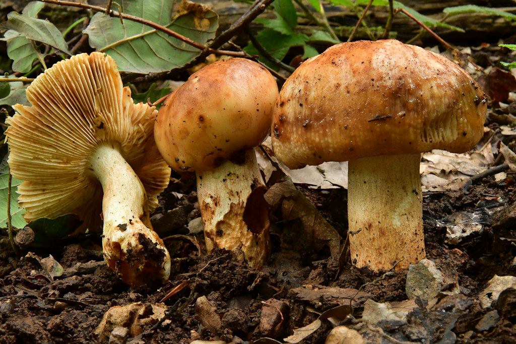 Russula_foetens.jpg