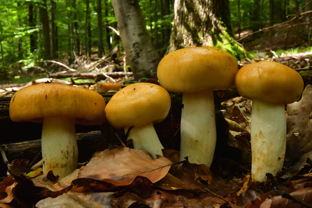 Russula_foetens002.jpg