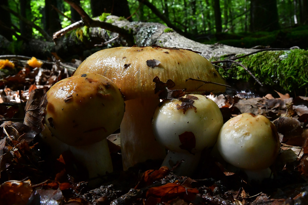 Russula_ foetens003.jpg