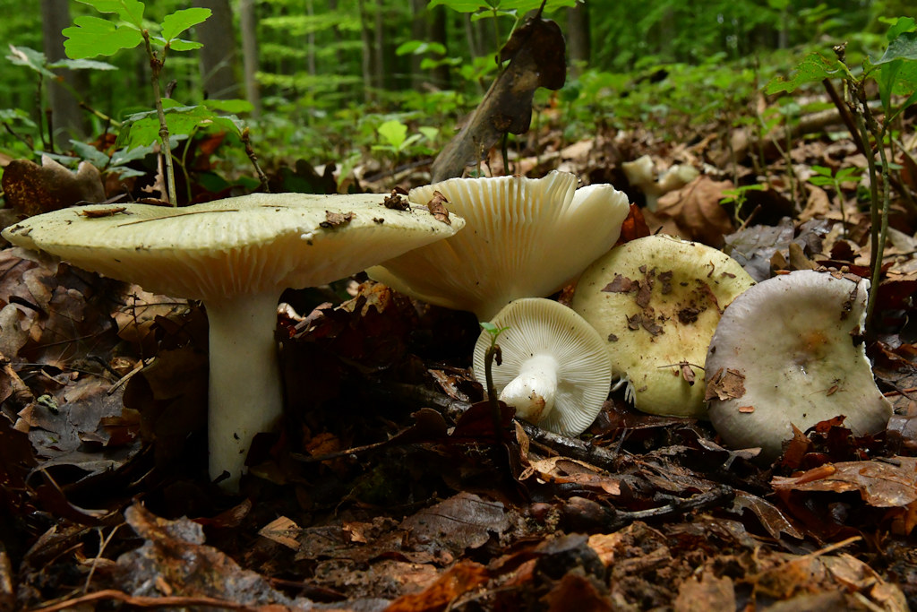 Russula_cyanoxantha.jpg