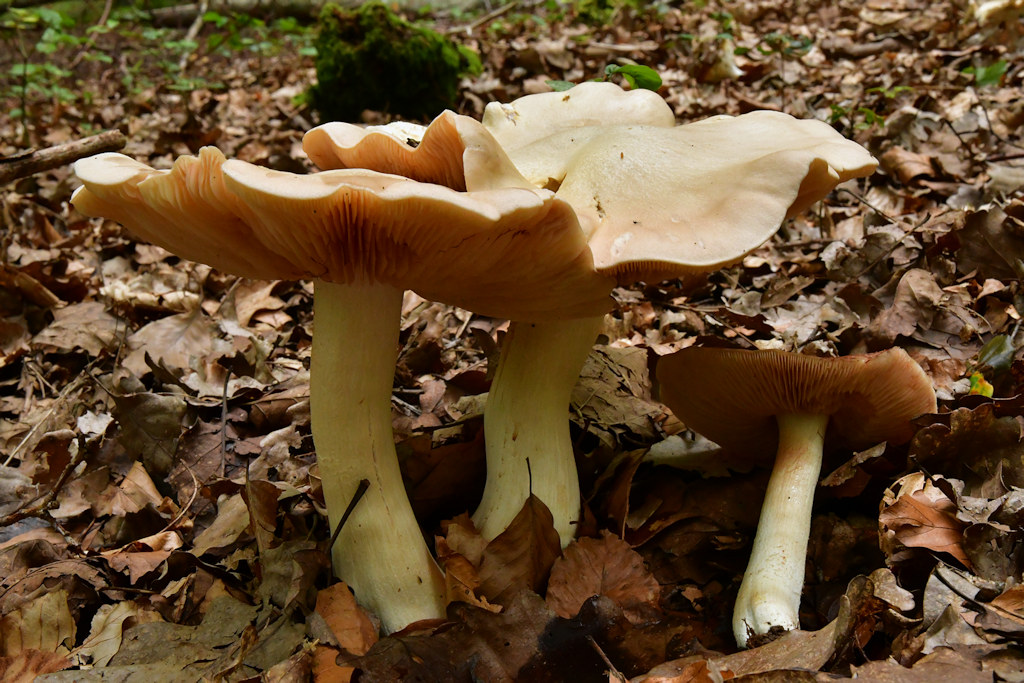 Entoloma_sinuatum.jpg