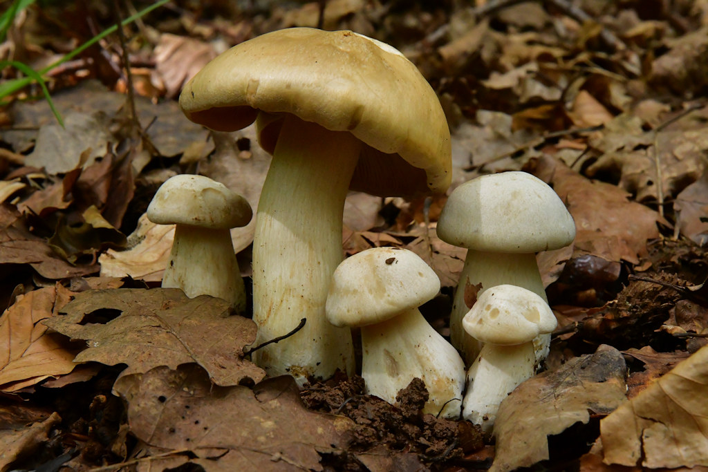 Entoloma_sinuatum002.jpg