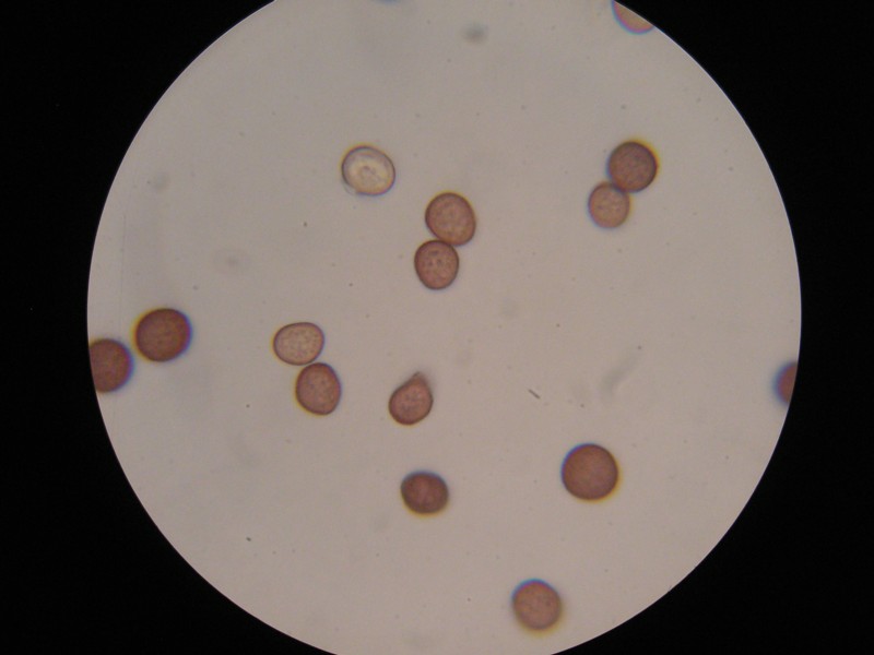 1000er Greina (5).JPG