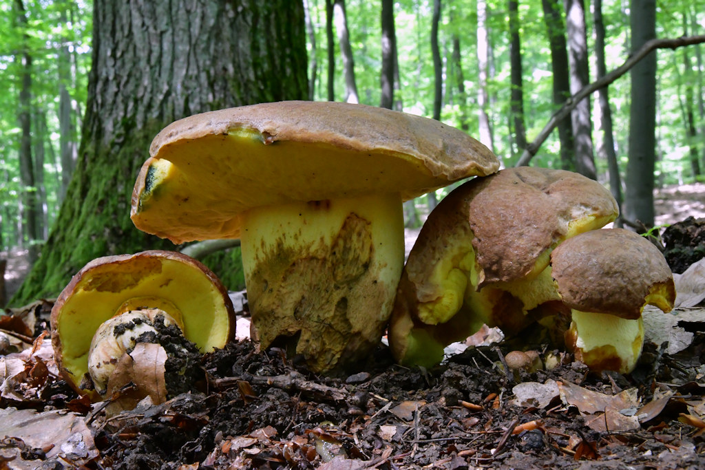 Butyriboletus_appendiculatus.jpg
