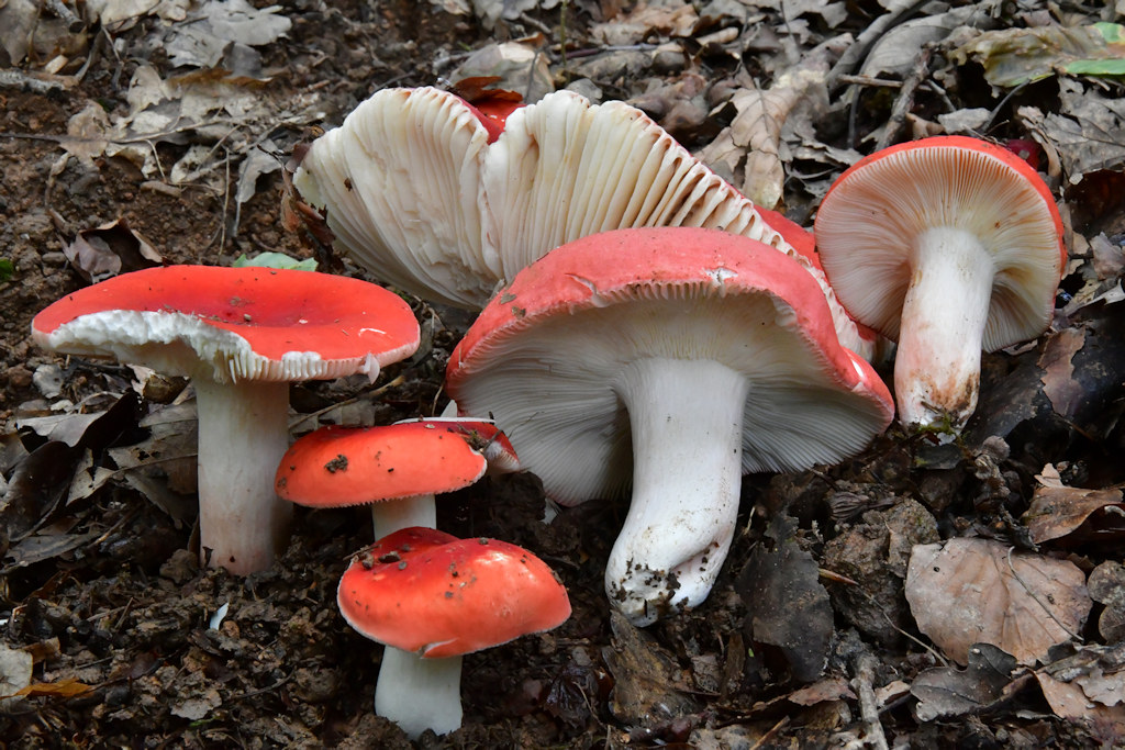 Russula_rosea.jpg