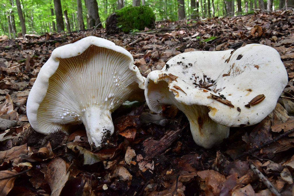 Lactarius_vellereus.jpg