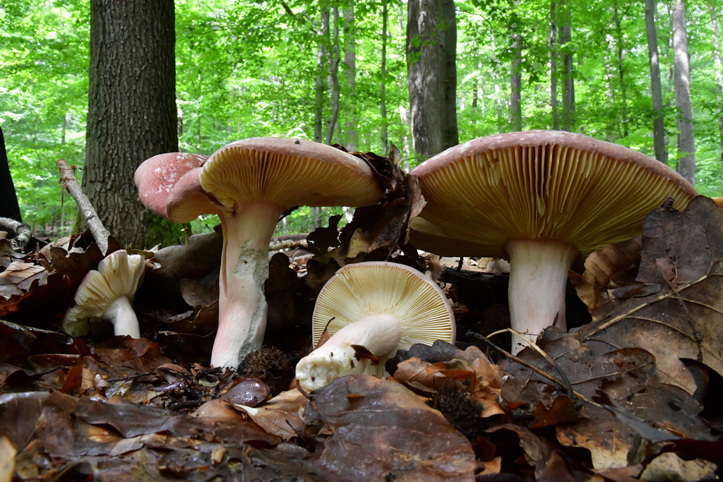 Russula_olivacea.jpg