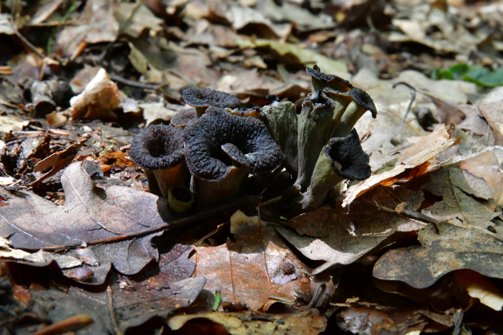 Craterellus_cornucopioides.jpg