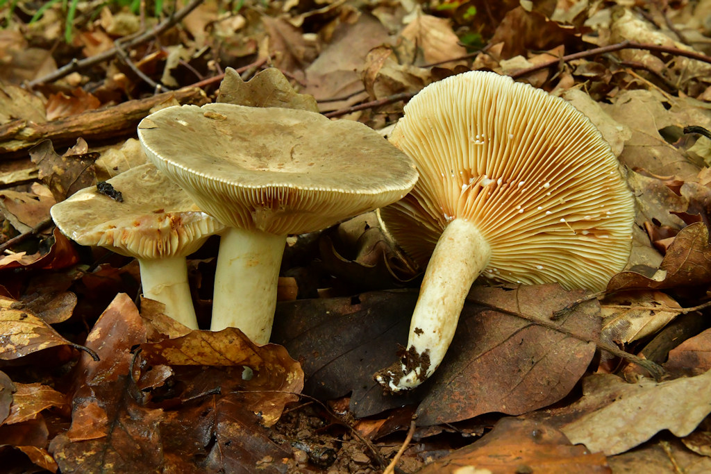 Lactarius_azonites.jpg