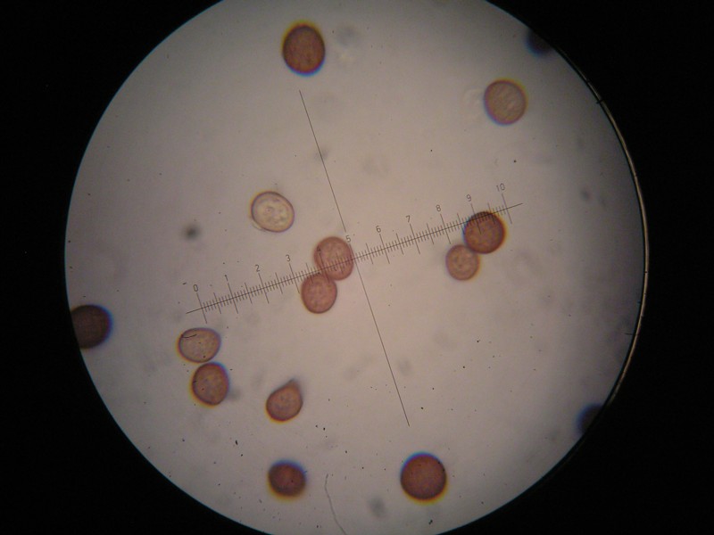 1000er Greina (14).JPG