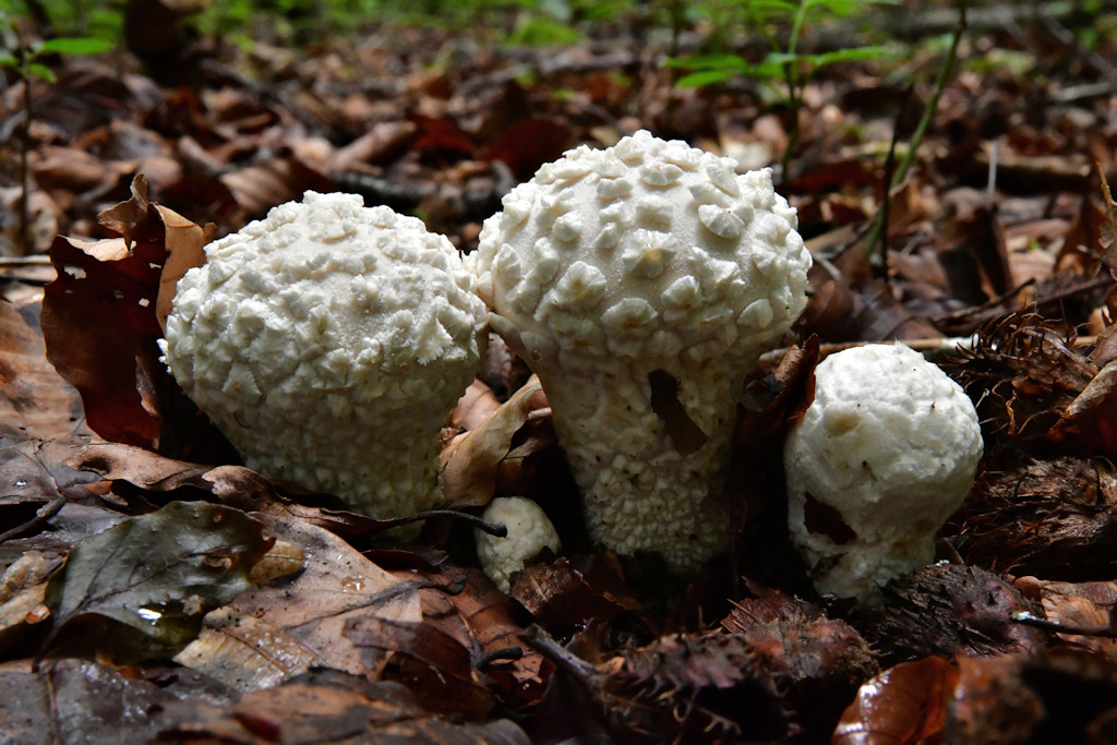 Lycoperdon_mammiforme.jpg
