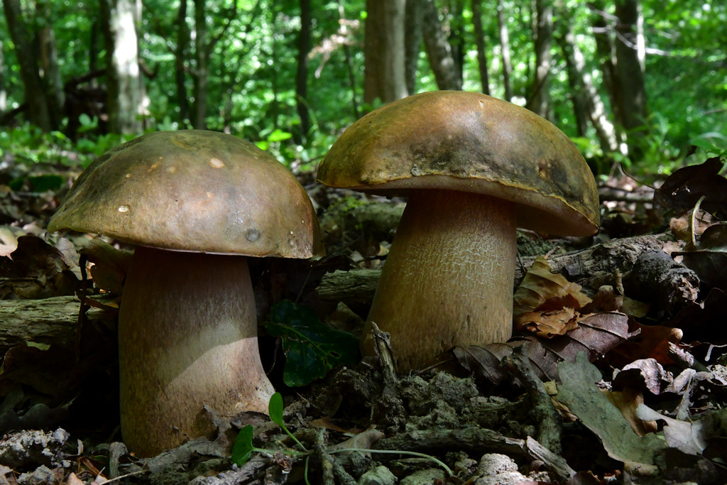 Boletus_aereus2.jpg