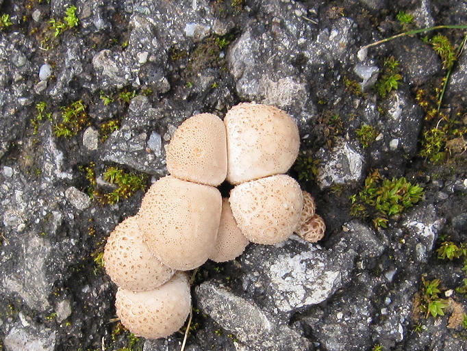 Lycoperdon2.jpg
