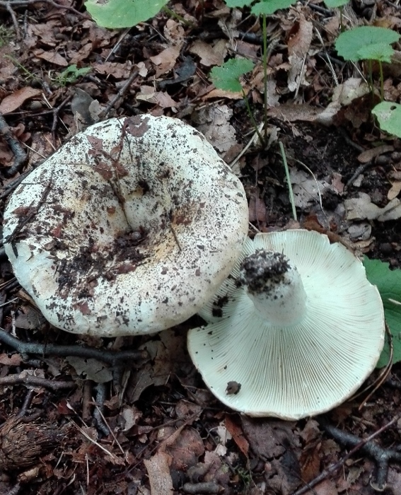 Gemeiner Weiß-Täubling (Russula delica) (2).jpg