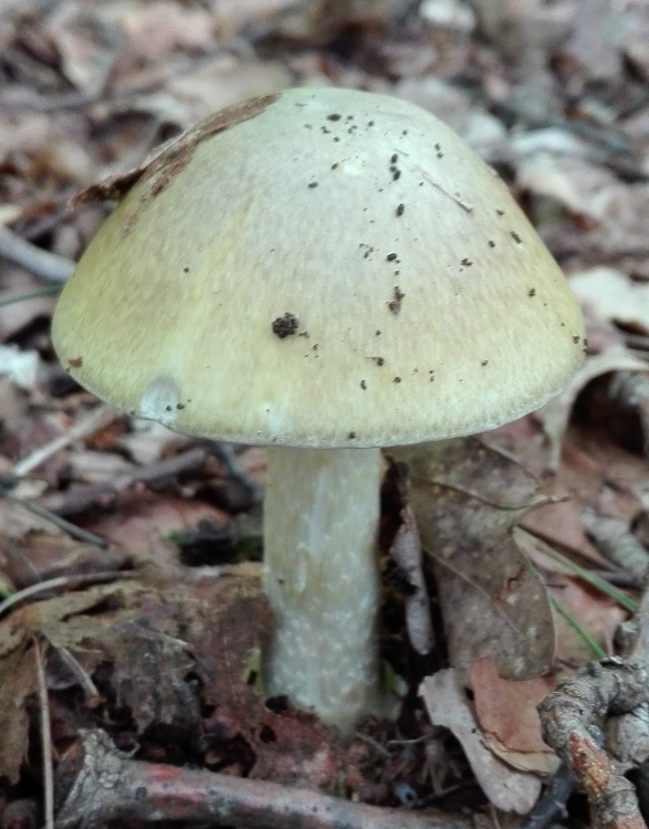 Grüner Knollenblätterpilz (Amanita phalloides) (2).jpg