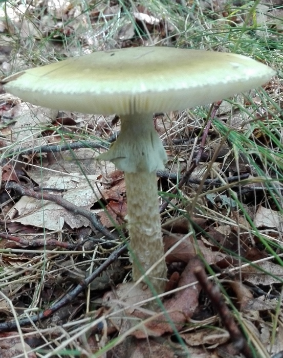 Grüner Knollenblätterpilz (Amanita phalloides).jpg