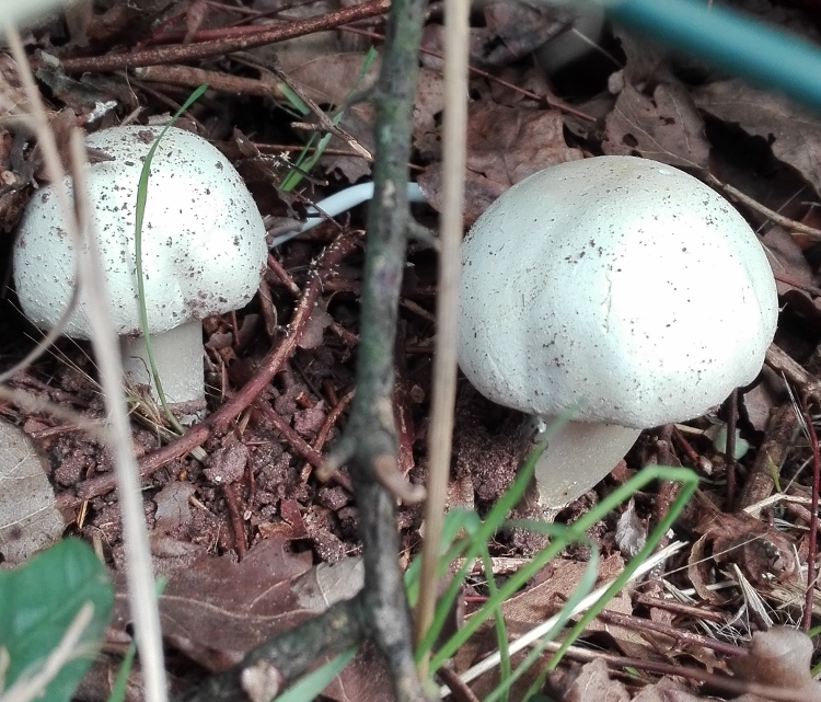 Anis-Champignon (Agaricus arvensis).jpg