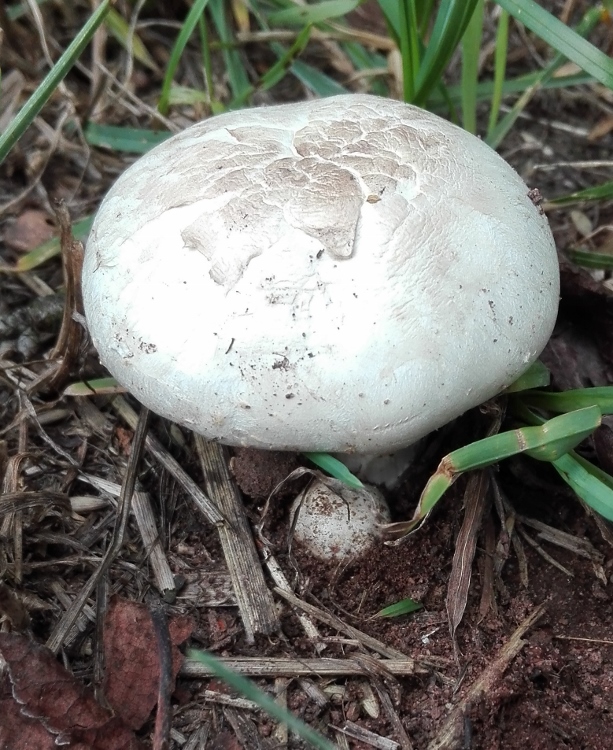 Wiesen-Champignon (Agaricus campestris).jpg