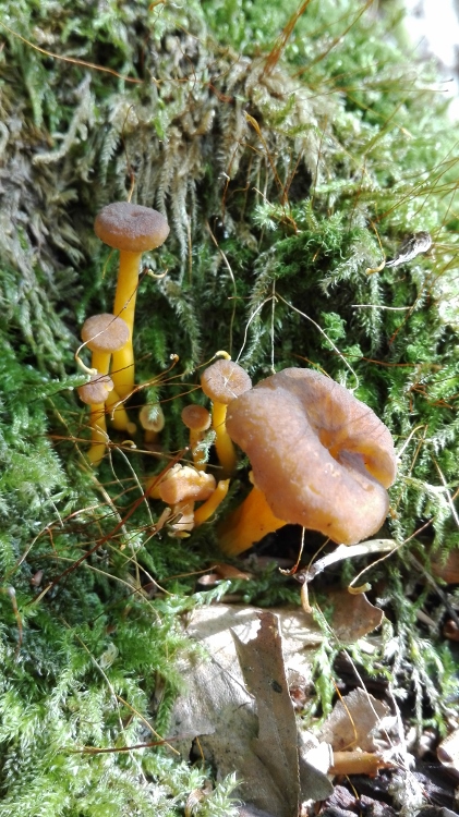 Trompetenpfifferling (Craterellus tubaeformis).jpg