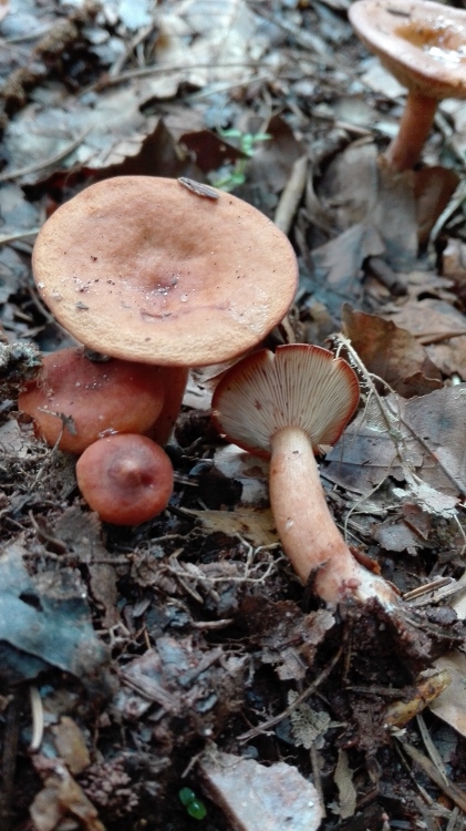 Rotbrauner Milchling (Lactarius rufus).jpg