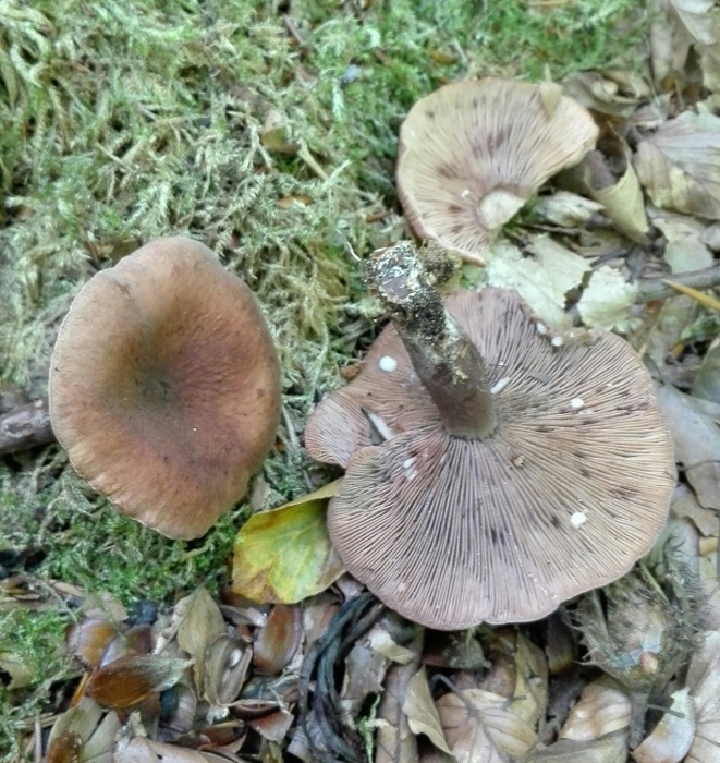 Kampfer-Milchling (Lactarius camphoratus).jpg