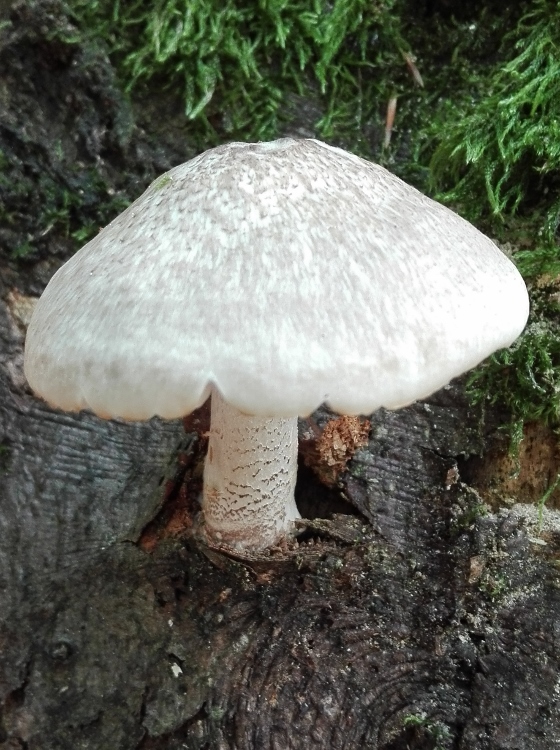 Schuppigseidiger Dachpilz - Pluteus petasatus.jpg