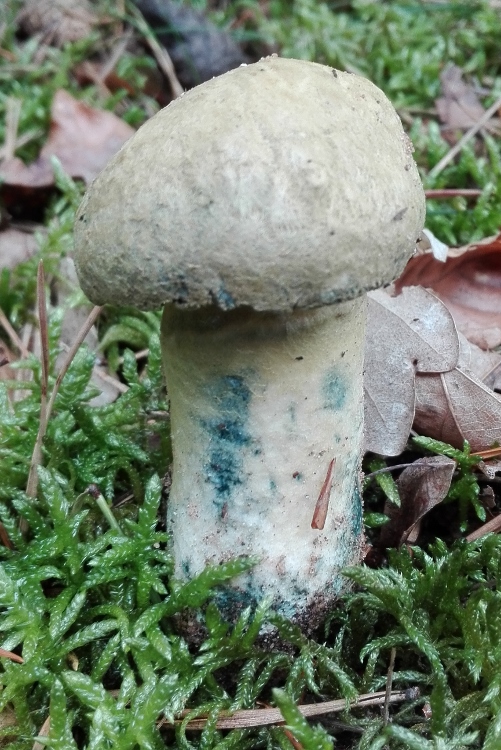 Kornblumen-Röhrling (Gyroporus cyanescens).jpg