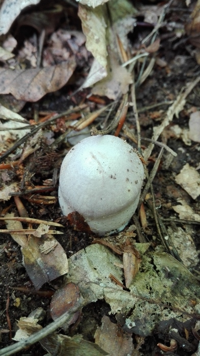 Reifpilz (Cortinarius caperatus, Syn. Rozites caperatus, R. caperata) (2).jpg