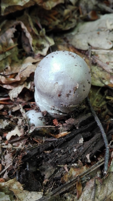 Reifpilz (Cortinarius caperatus, Syn. Rozites caperatus, R. caperata).jpg