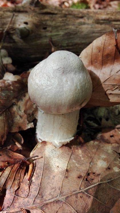 Reifpilz (Cortinarius caperatus, Syn. Rozites caperatus, R. caperata) (2).jpg