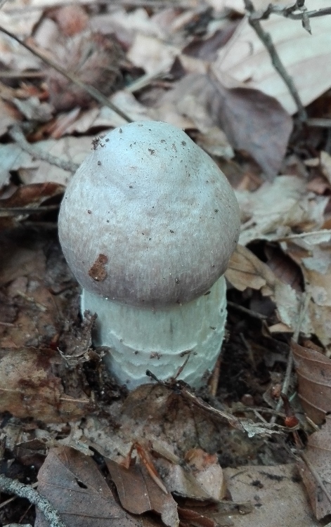 Reifpilz (Cortinarius caperatus, Syn. Rozites caperatus, R. caperata).jpg