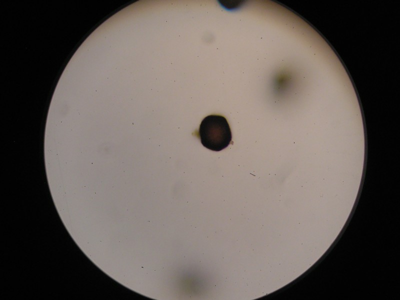 1000er Laax (15).JPG