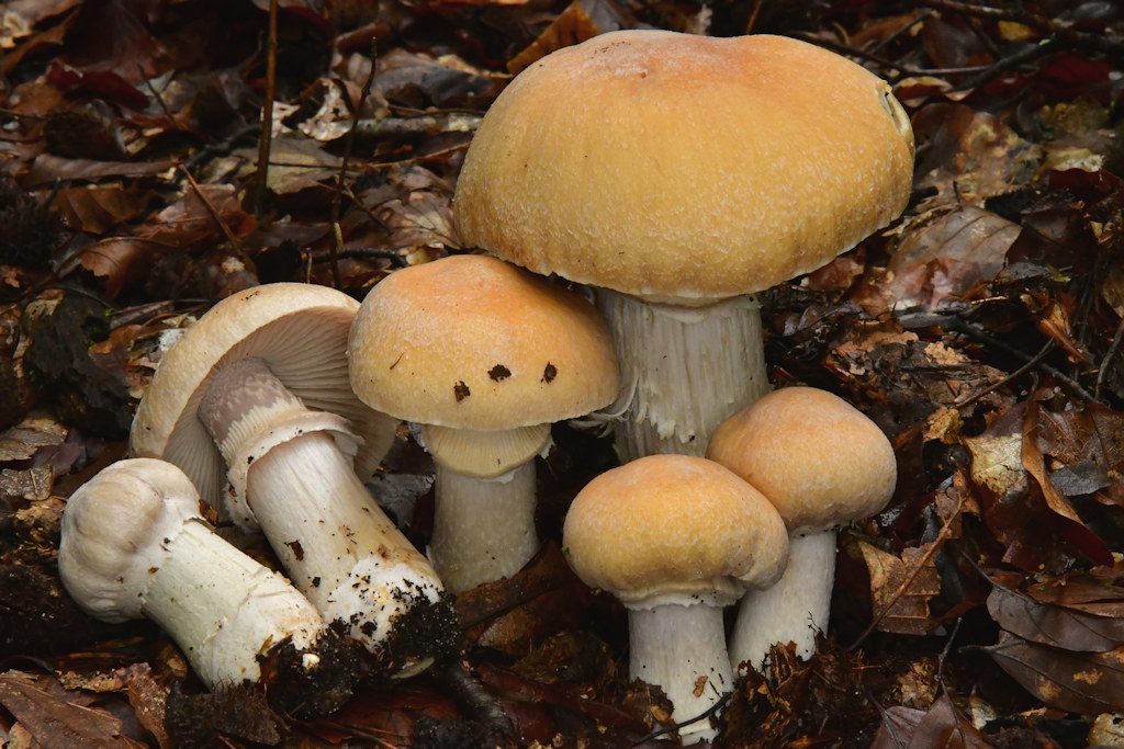 Cortinarius_caperatus002.jpg