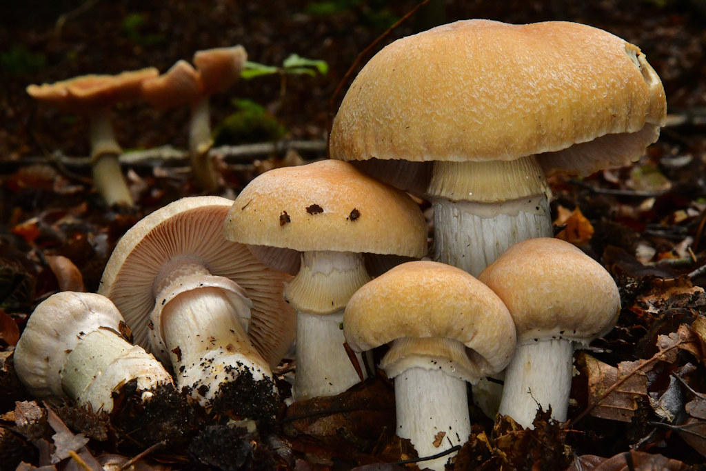 Cortinarius_caperatus.jpg