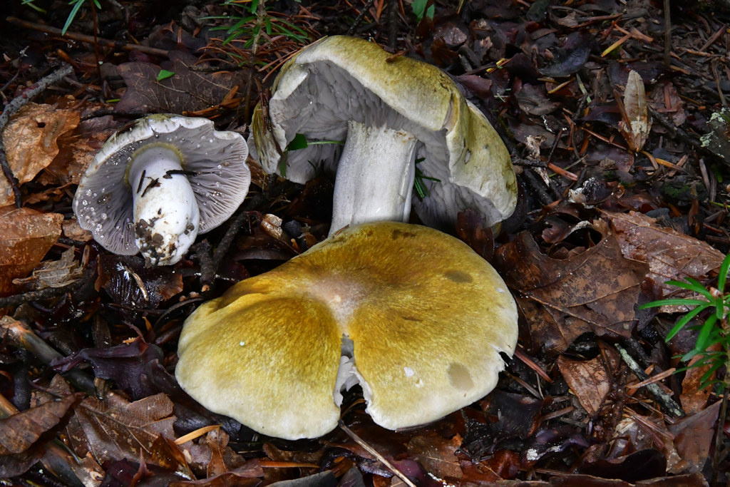 Tricholoma_luridum.jpg