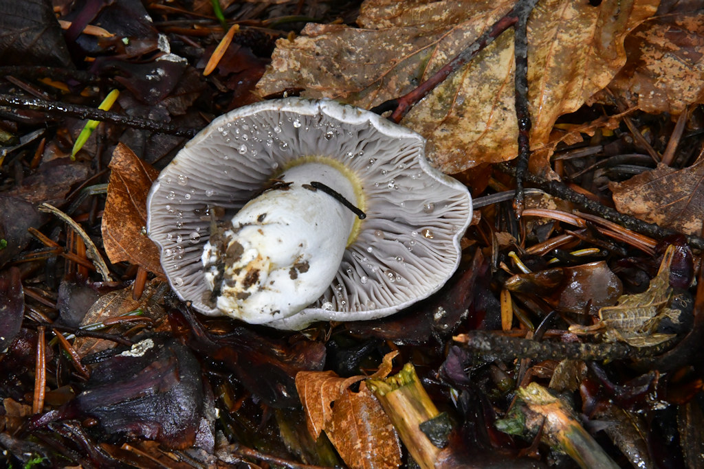 Tricholoma_luridum002.jpg