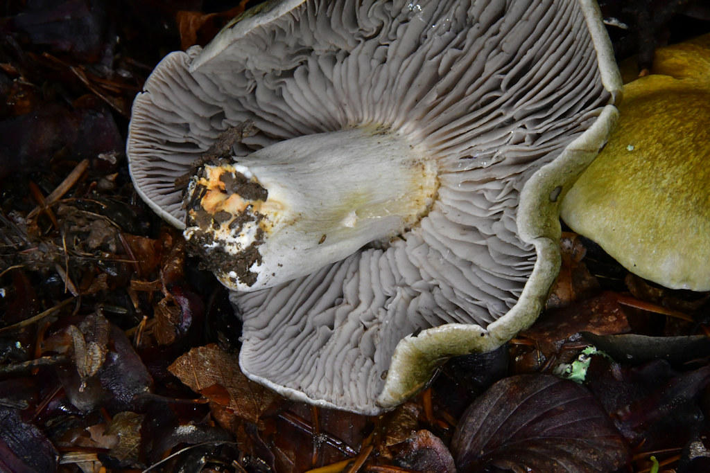 Tricholoma_luridum003.jpg