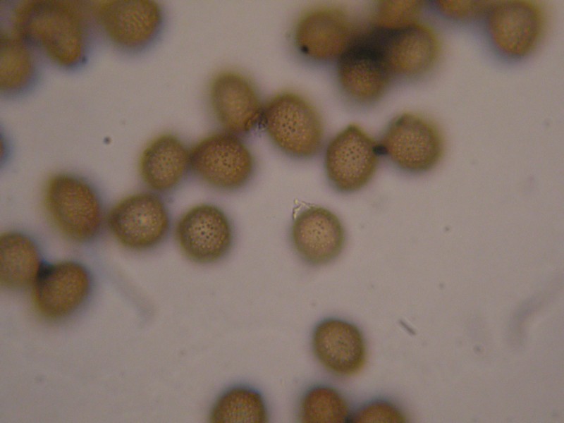 1000er Terri (13).JPG