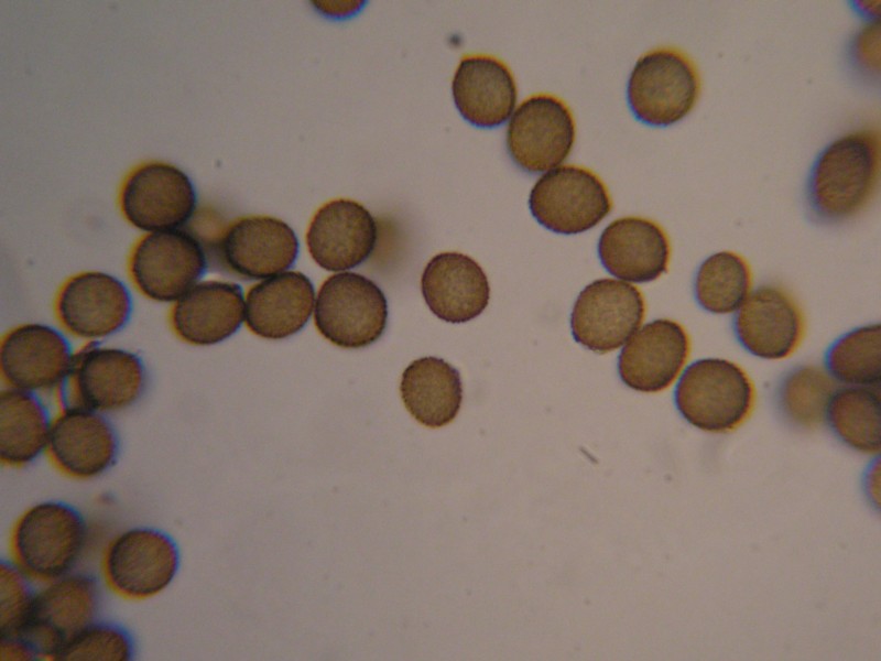 1000er Terri (27).JPG