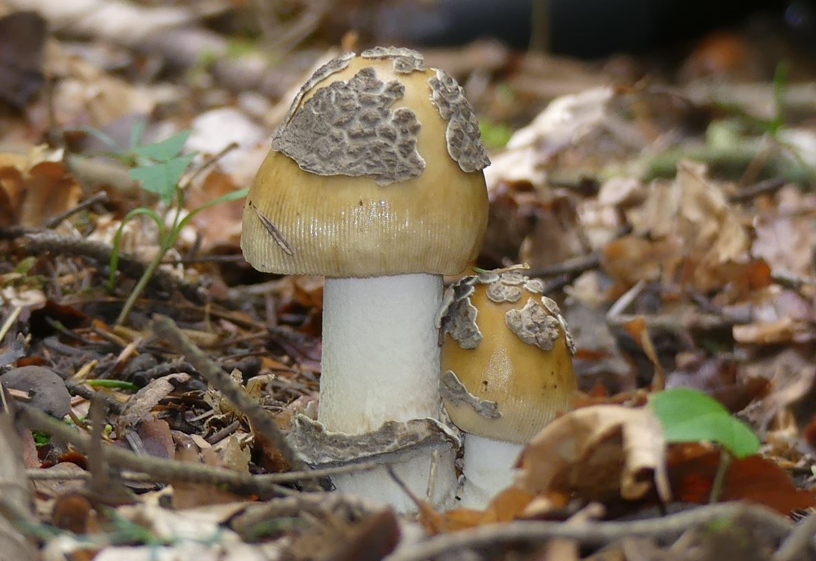 Amanita cecilliae, Riesnscheidenstreifling.JPG