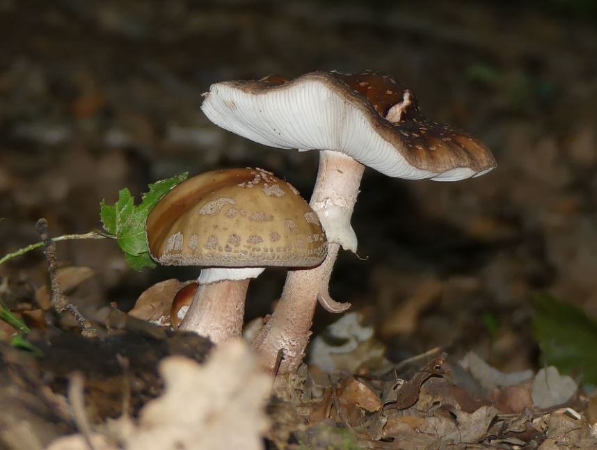 Amanita rubescens, Perlpilz.JPG