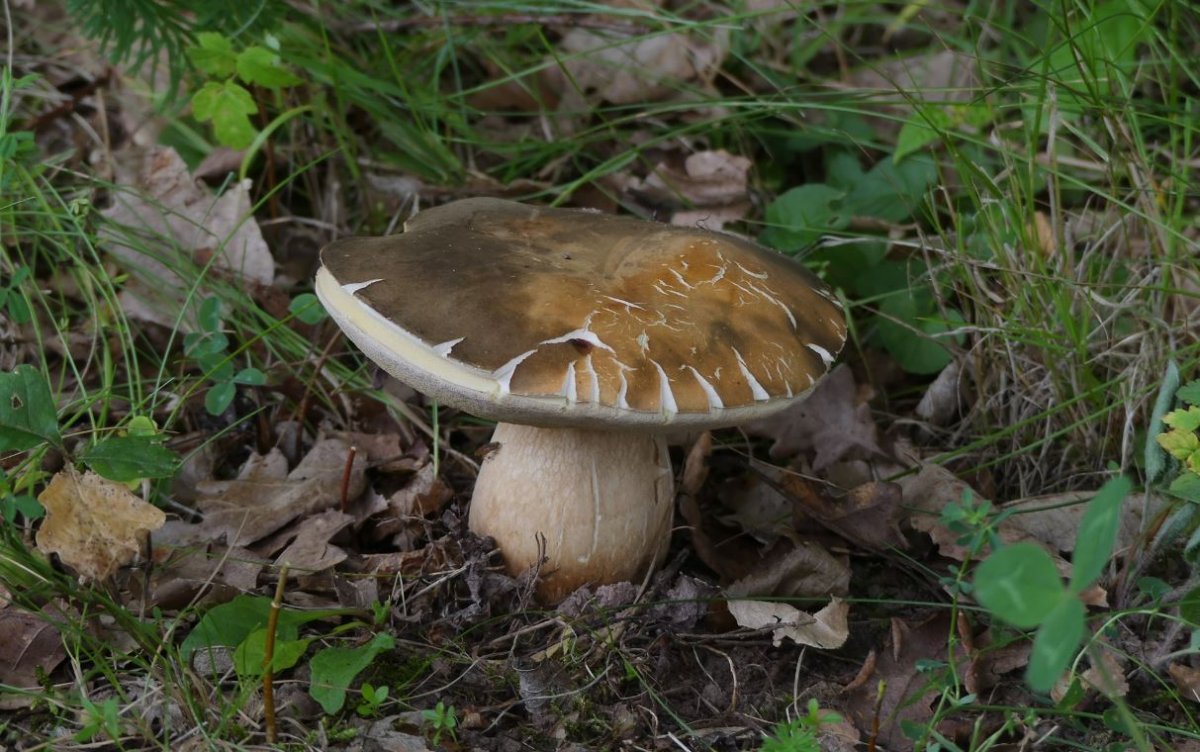 Boletus aereus, Schwarzhütiger Steinpilz.JPG