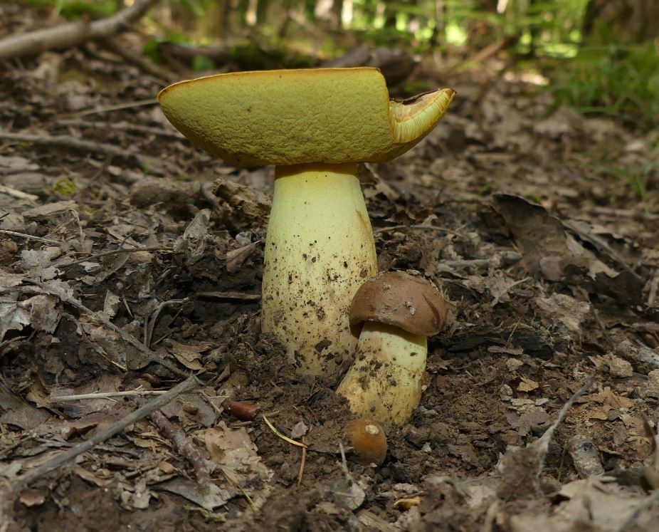 Butyriboletus appenticulatus, Anhängselröhrling.JPG